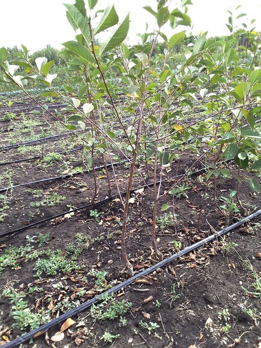 саджанцІ плодових дерев та кущів