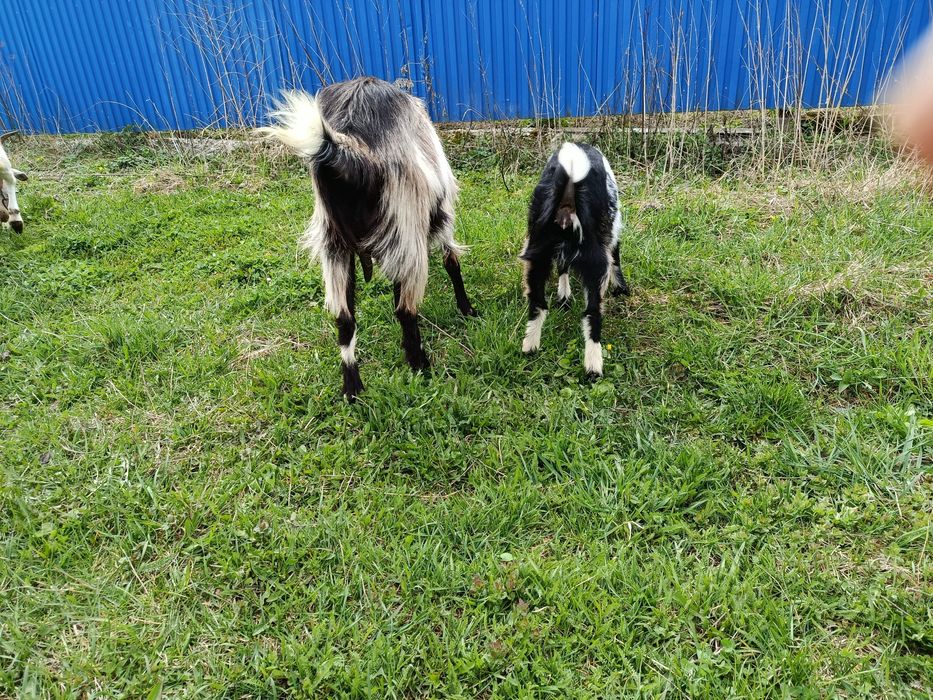 Продам козу ламанчі