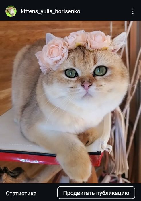 Ласковые малыши,  ручные котята золотая шиншилла.