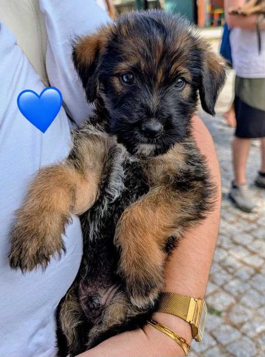 Cães bebés para adoção responsável