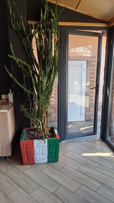 Кактус еуфорбія з горшком