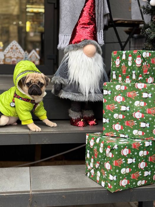 Цуценята мопсиків