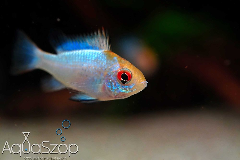 Pielęgniczka ramireza "Electric Blue" - AQUASZOP