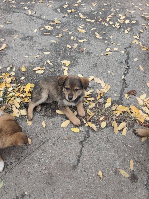 Цуценята в добрі руки