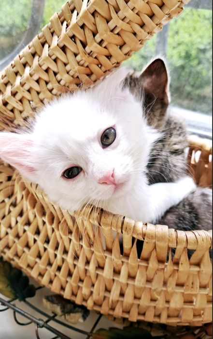 Котенок в добрі руки .шукає сві дім
