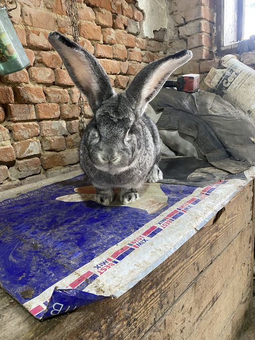 Робочий самець Європейської шиншили