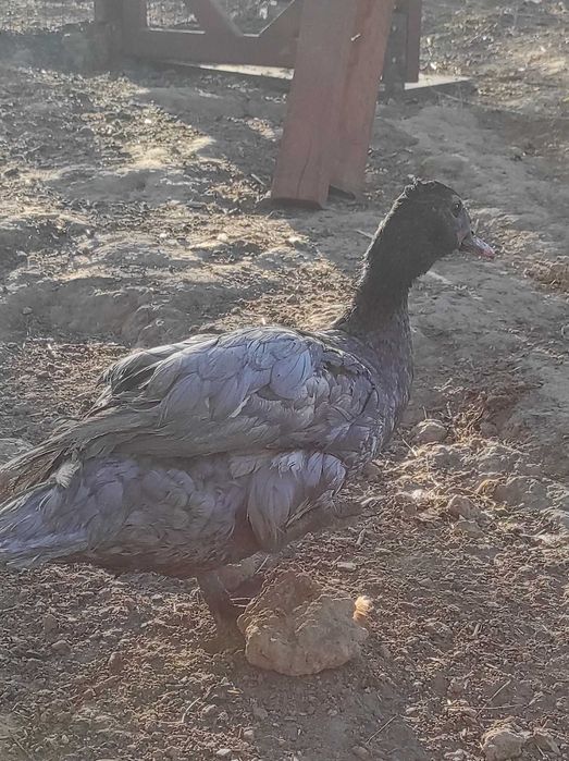 Kaczor Kaczka Kogut Kochin Perlik