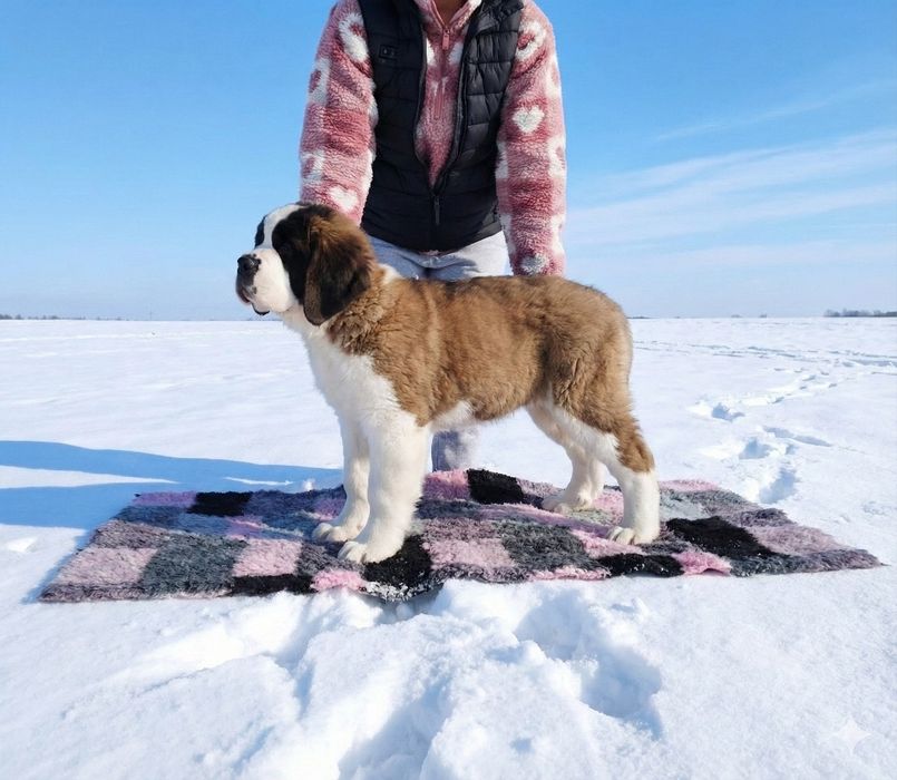 Чудова дівчинка сенбернар. Офіційний розплідник КСУ FCI.