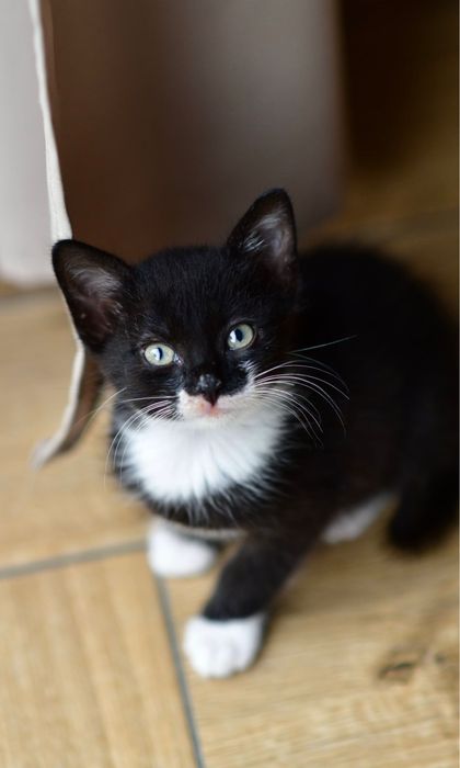 2 miesięczne koty do adopcji