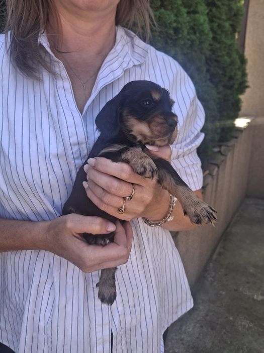Cocker spaniel Zapraszamy do rezerwacji