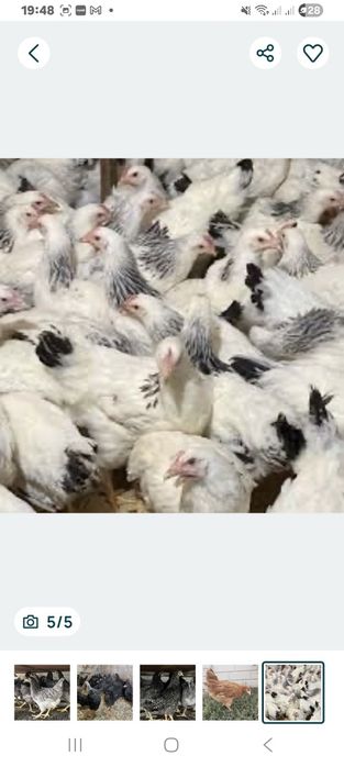 Курочки підрощені породи Домінант