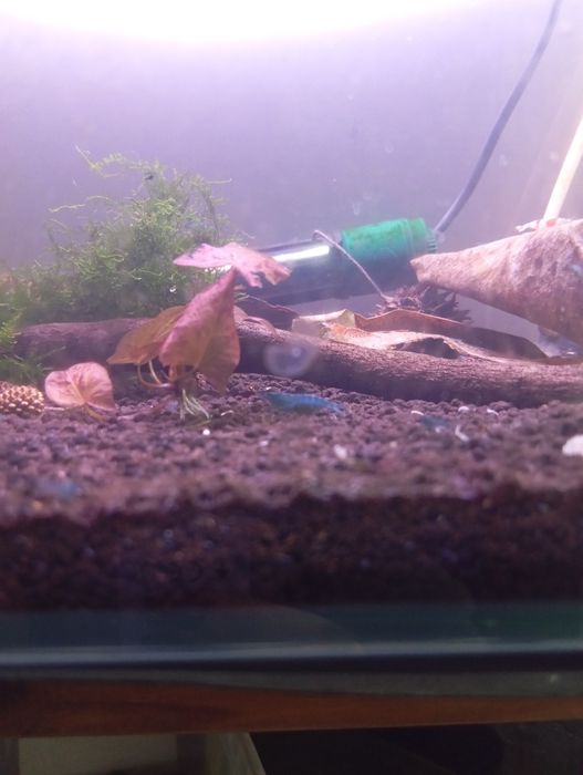 Neocaridinas Blue Dream