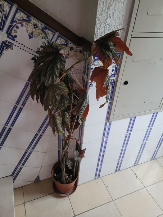 Planta de casa de interior