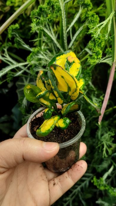 Кротон Codieum Tonghoo