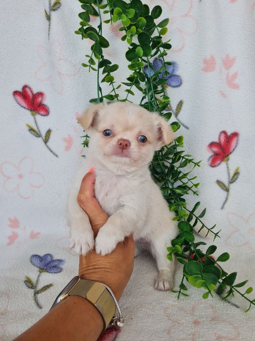 Excelente mini menino pelo longo Chihuahua/Chiuaua Linhagem Russa de Qualidade