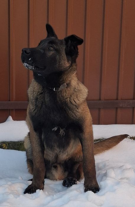 Бельгійська вівчарка малинуа