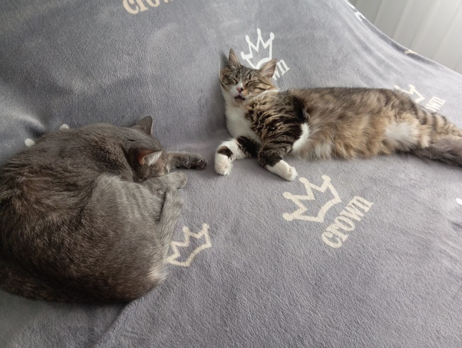 Кот и кошечка в хорошие руки