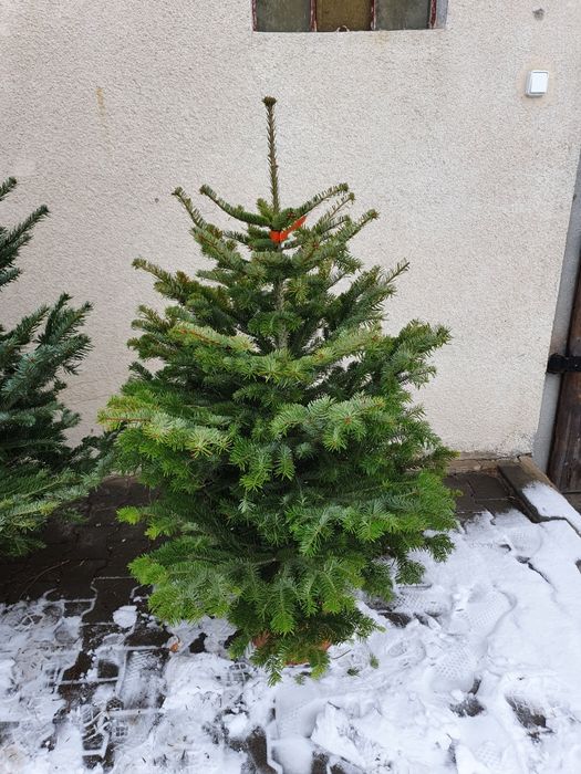 Jodła kaukaska choinka