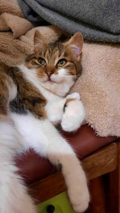 Котики Мінні і Сивогрив  шукають дім ( кіт, киця, кішка, котик, котеня