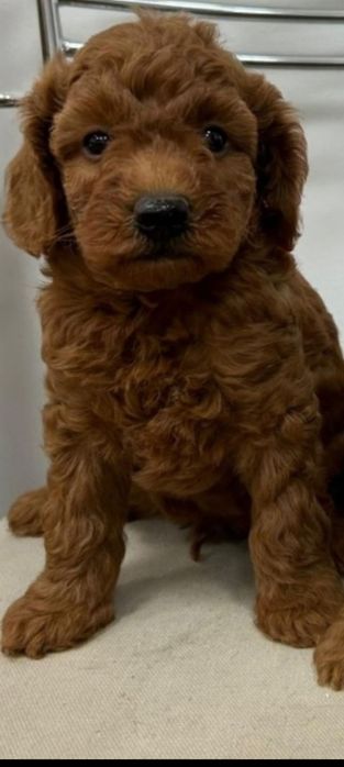 Pudel miniaturowy - piesek