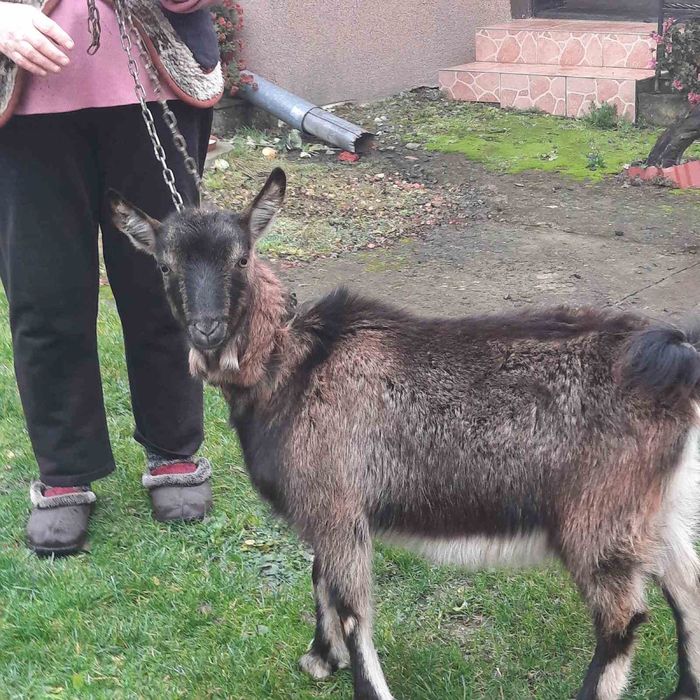 Молочна молода коза