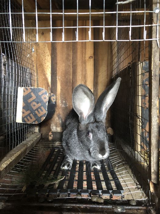 Кролі молодняк, самки самці, мʼясо кролів!