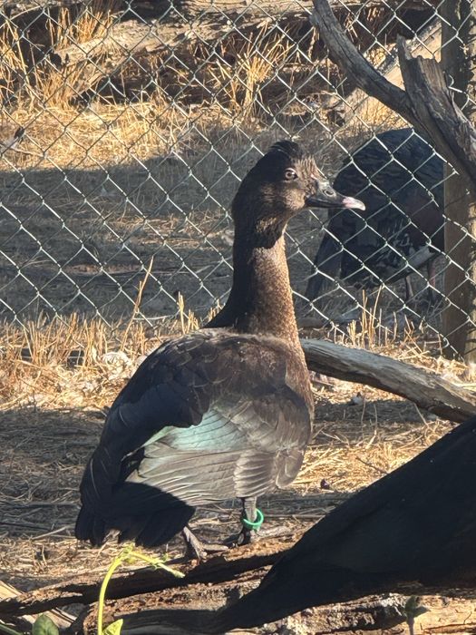 Patos Cairina moschata