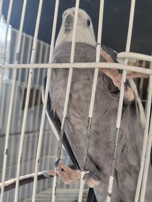 Vendo caturro e gaiola