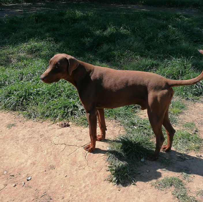 Excelente Cachorro  Doberman