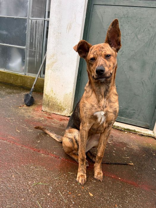Cadelinha muito carinhosa