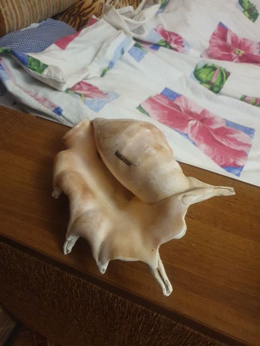 Продам ракушку большую.