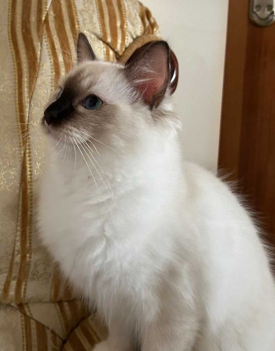 kotka ragdoll  pięciopokoleniowy rodowó FPL