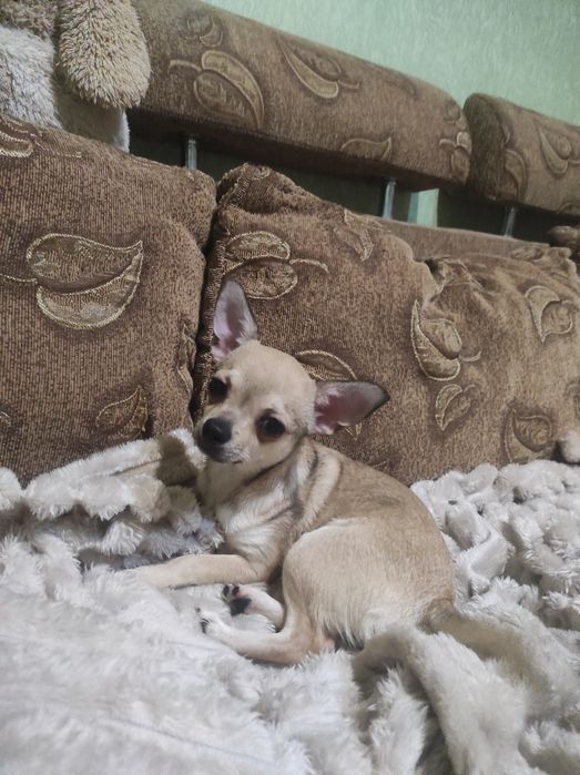 ШИКАРНАЯ девчонка чихуахуа!!!