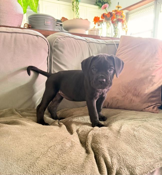 Cane Corso fêmea preta