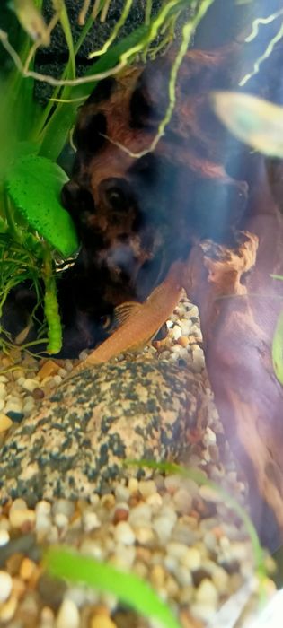 Glonojad żółto-biały + karma(tabletki)