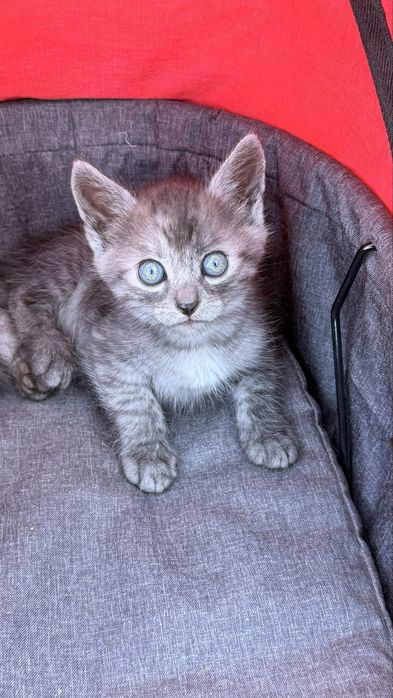 Відамо котиків у добрі руки