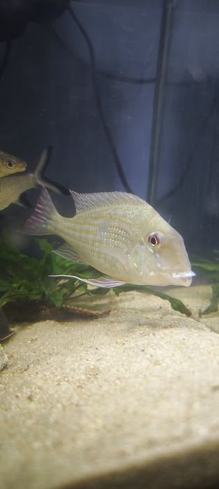 Geophagus surinamensis