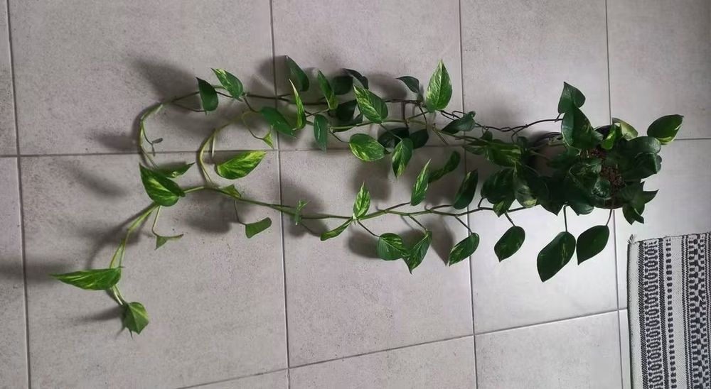 Epipremnum długie