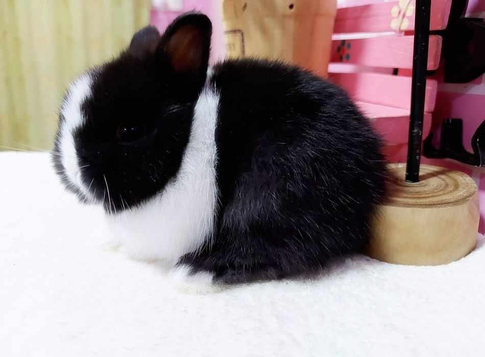 KIT Coelhos anões mini holandês e minitoy super meigos