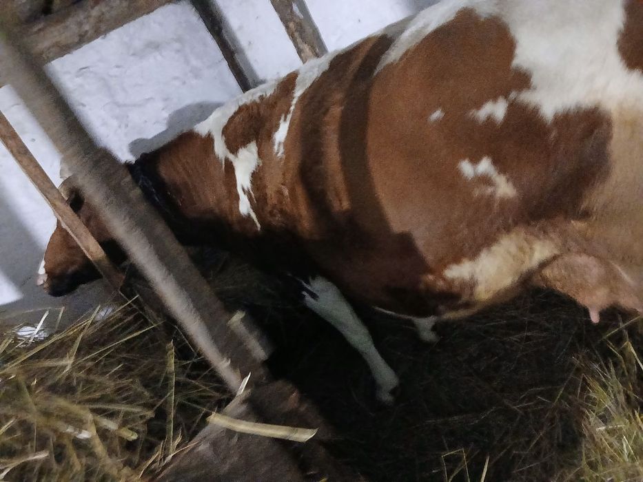 Продам високопродуктивну корову
