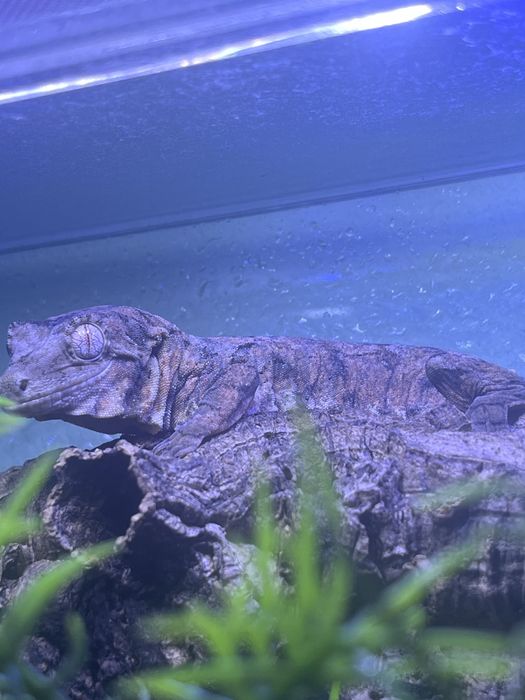 Gekon omszały ns pine island ok 30g