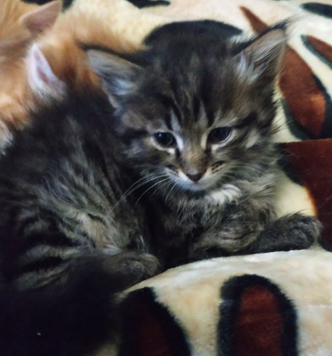 Віддам кошенят  безкоштовно