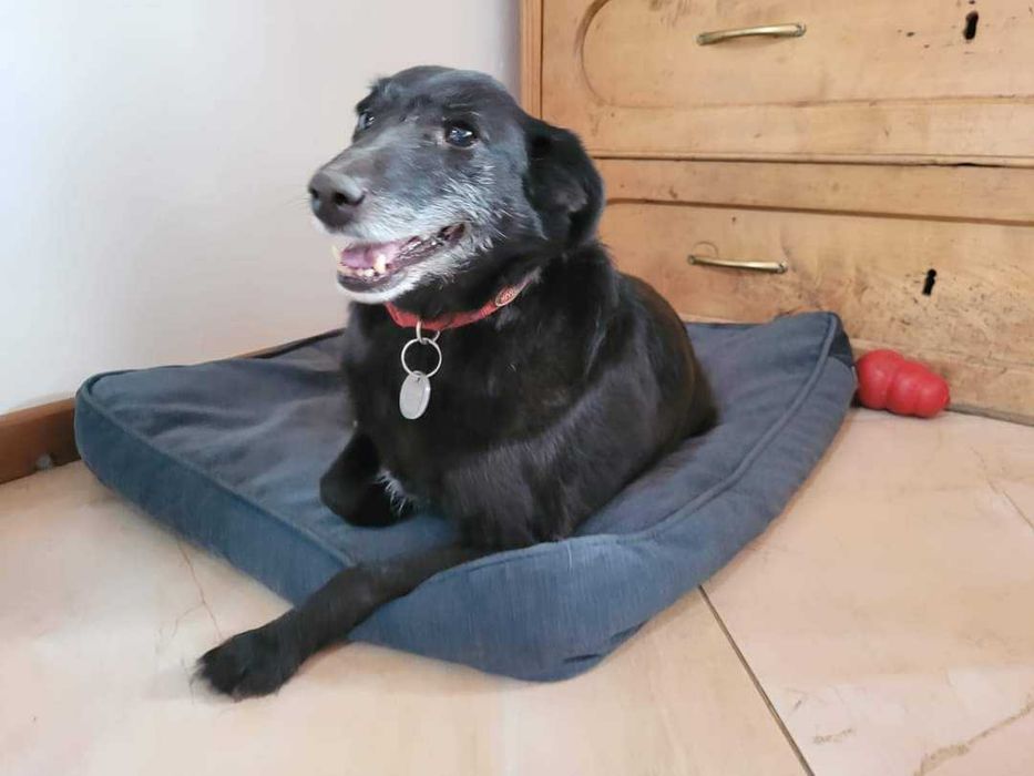 Magda - średnia sunia do adopcji