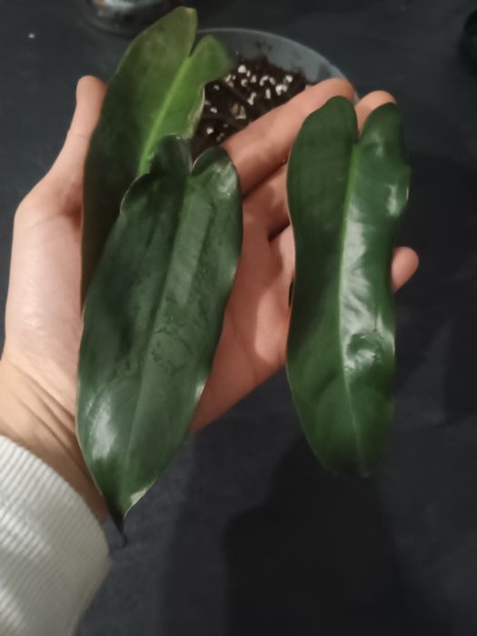 Philodendron atabapoense