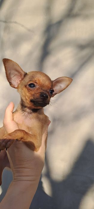 Охрана для кармана!