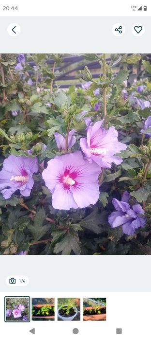 10 szt hibiskusa