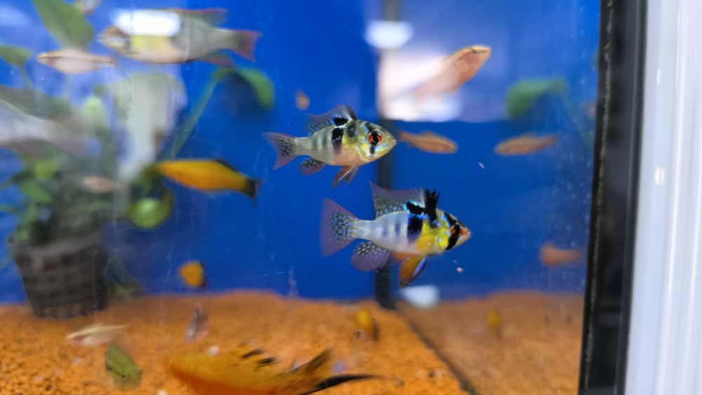 Ramirezi (Mikrogeophagus Ramirezi)