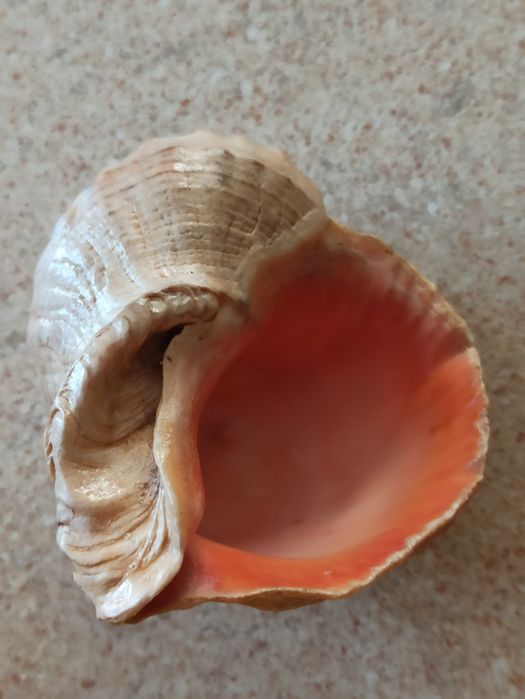Duża muszla morska naturalna 164g