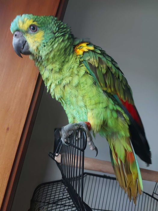 Vendo papagaio aestiva