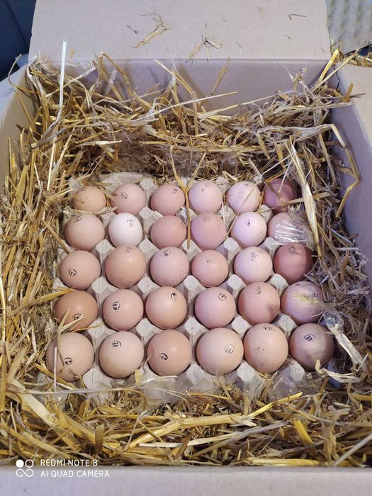 Инкуб.яцо несушки мясояичные импорт Украина опт и розница